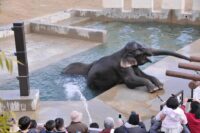 京都市動物園　ゾウ温泉