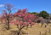 梅小路公園　梅まつり