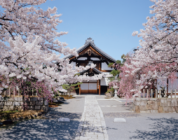 春の特別公開【妙顕寺】