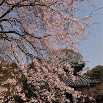 安楽寺　春の特別公開