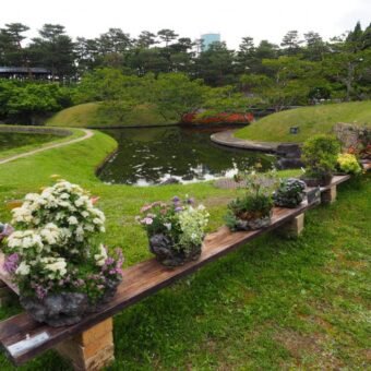 梅小路公園　春の和の花展