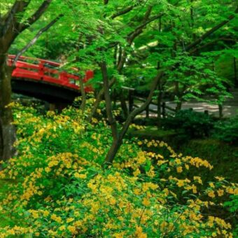 北野天満宮　史跡御土居の青もみじ公開