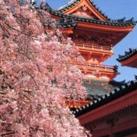 平安神宮　 観桜茶会
