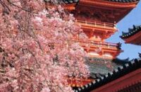 平安神宮　 観桜茶会