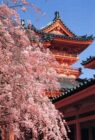 平安神宮　 観桜茶会