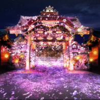 NAKED FLOWERS 2023 桜 世界遺産・二条城
