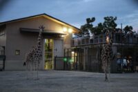 京都市動物園　春の夜間開園