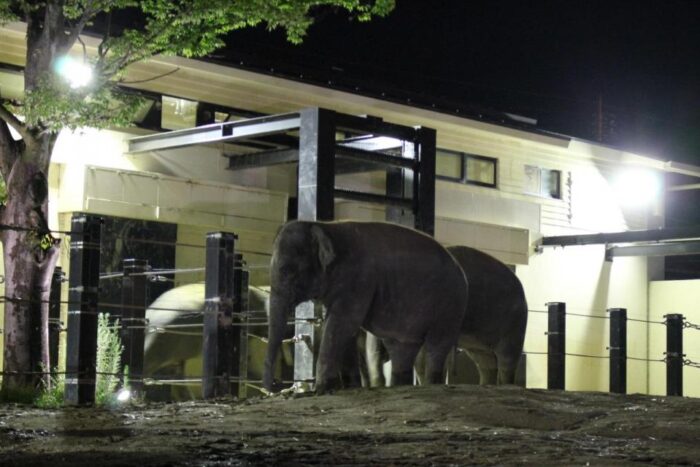 京都市動物園　春の夜間開園
