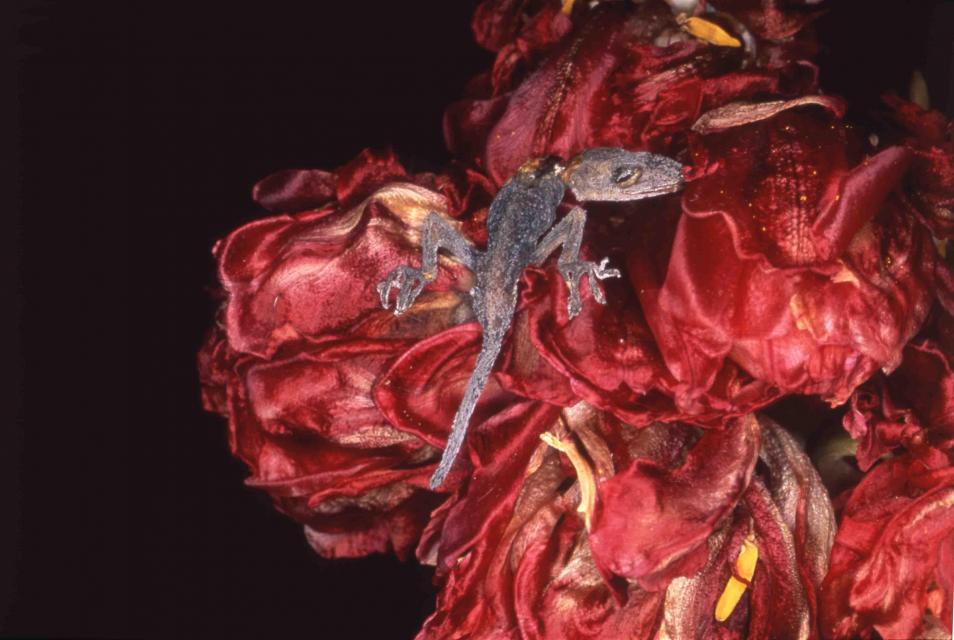 荒木経惟「花曲」1997年　何必館・京都現代美術館蔵