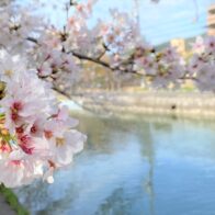 人が少なく楽しめる京都の穴場桜スポット！早くも琵琶湖疏水（鴨川運河）沿いの桜は満開です！【伏見区・深草の桜】