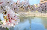 人が少なく楽しめる京都の穴場桜スポット！早くも琵琶湖疏水（鴨川運河）沿いの桜は満開です！【伏見区・深草の桜】