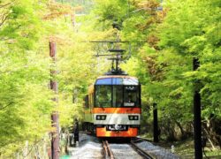 叡山電車　青もみじ新緑の徐行運転＆ライトアップ