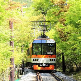 叡山電車　青もみじ新緑の徐行運転＆ライトアップ