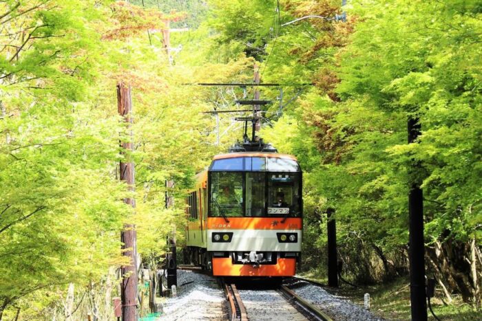 叡山電車　青もみじ新緑の徐行運転＆ライトアップ
