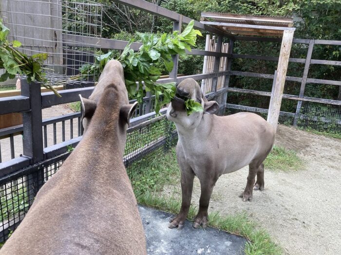 京都市動物園　（開園120周年記念）世界〇〇の日～バク～