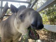 京都市動物園　（開園120周年記念）世界〇〇の日～バク～