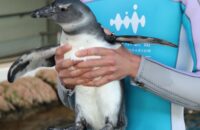 京都水族館で生まれた3羽のペンギンのヒナがプールエリアデビュー！可愛すぎるペンギンたちに癒されちゃいました♪