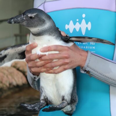 京都水族館で生まれた3羽のペンギンのヒナがプールエリアデビュー！可愛すぎるペンギンたちに癒されちゃいました♪