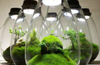 無鄰菴　洋館特別展示 「Mosslight-LED 苔リウム」