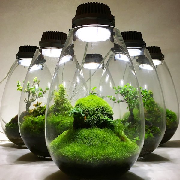 無鄰菴　洋館特別展示 「Mosslight-LED 苔リウム」