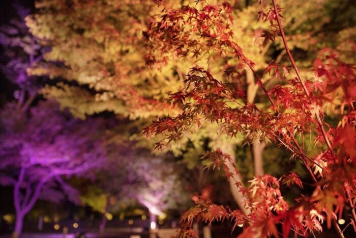 NAKED FLOWERS 2023 秋 世界遺産・二条城