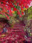 Autumn in Kyoto 「錦秋の京都」