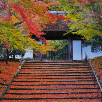 ハリウッドスターも密かに訪れた 非公開寺院『安楽寺』貸切特別拝観～秋の絶景寺院＆文化財の審美眼を磨く旅～