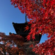 京都の紅葉はまだまだ見頃！真如堂（真正極楽寺）の紅葉も真っ盛りです（12月2日）