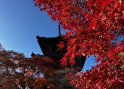 京都の紅葉はまだまだ見頃！真如堂（真正極楽寺）の紅葉も真っ盛りです（12月2日）