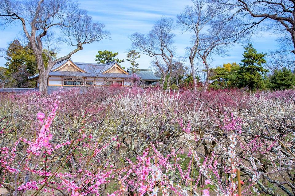 梅苑 花の庭