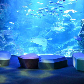 「京の海」エリアリニューアル 京都の海に没入する四つの記念イベント【京都水族館】
