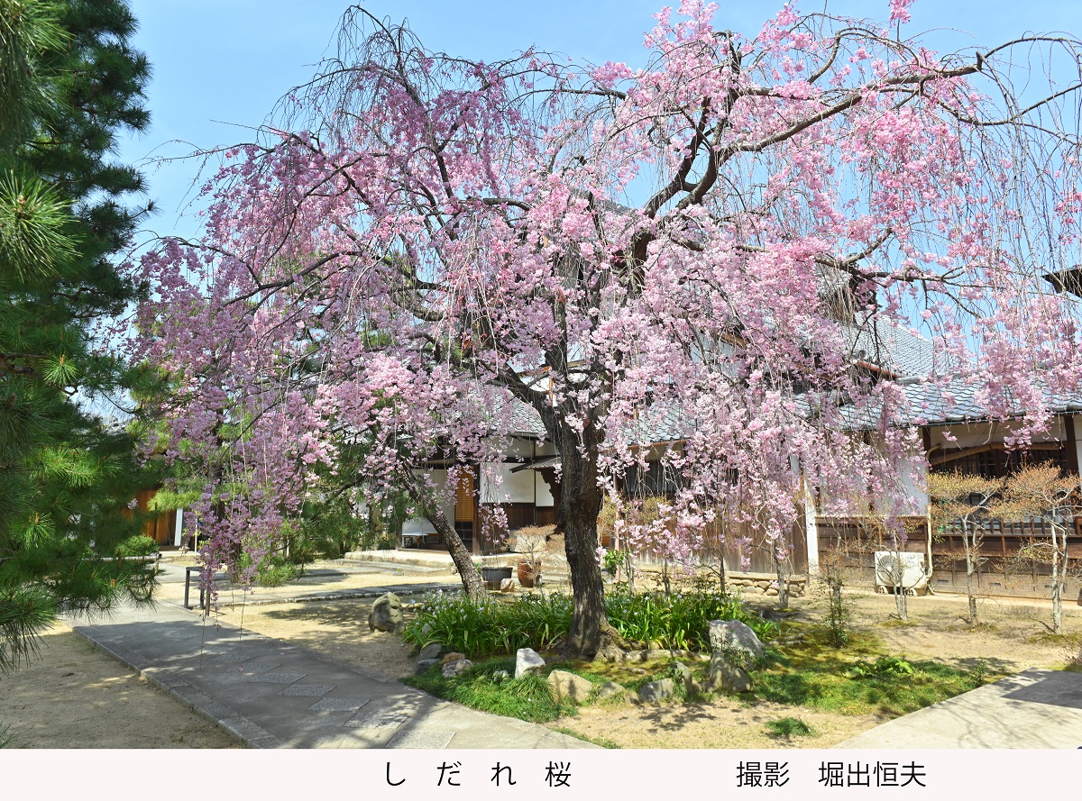 枝垂れ桜   写真家 堀出恒夫