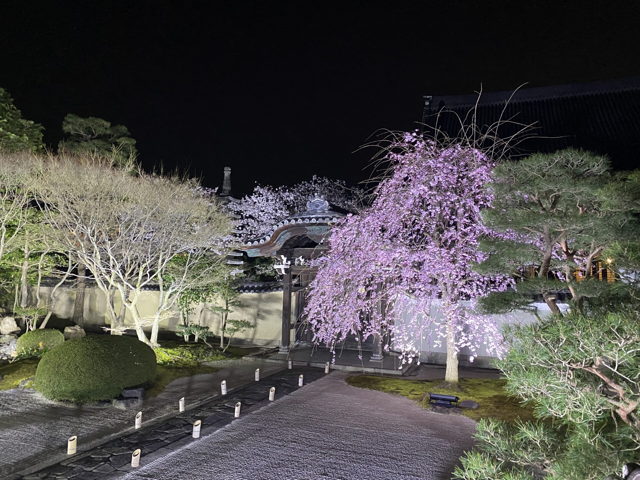 妙蓮寺（昼の桜）