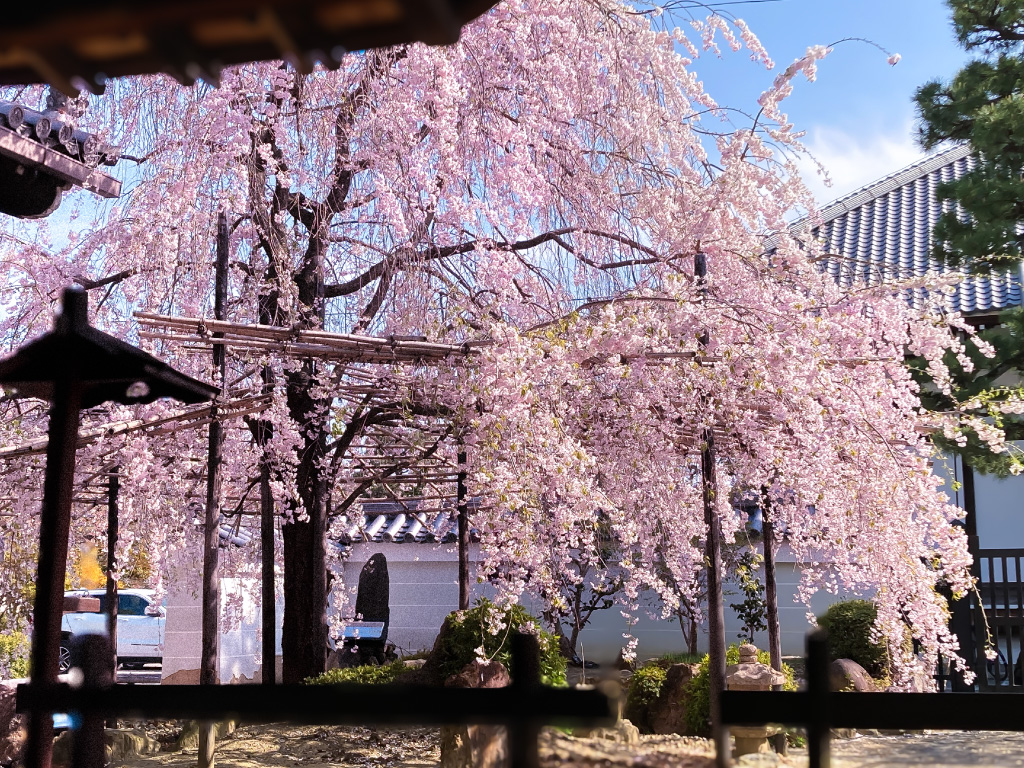 妙顕寺（夜の桜）