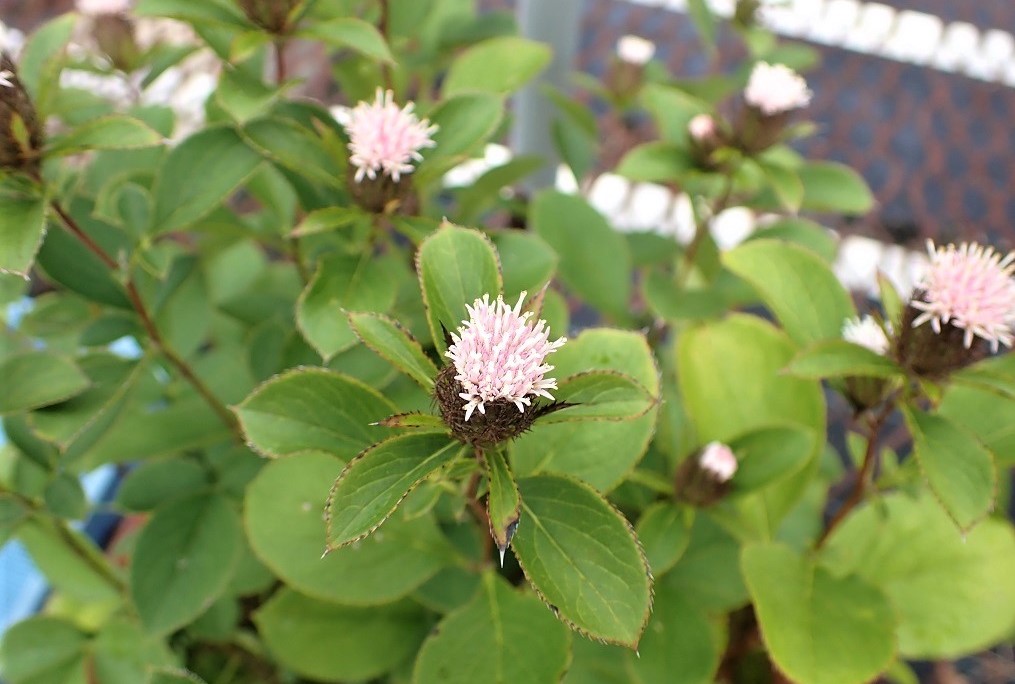 中央標本園：日本薬局方に収載されている生薬が採れる植物を展示（オケラ）