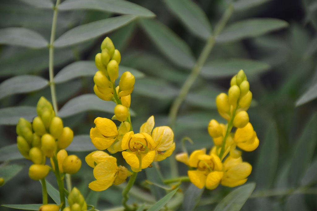 温室：熱帯・亜熱帯地域に自生する薬用植物などを展示（センナの花）