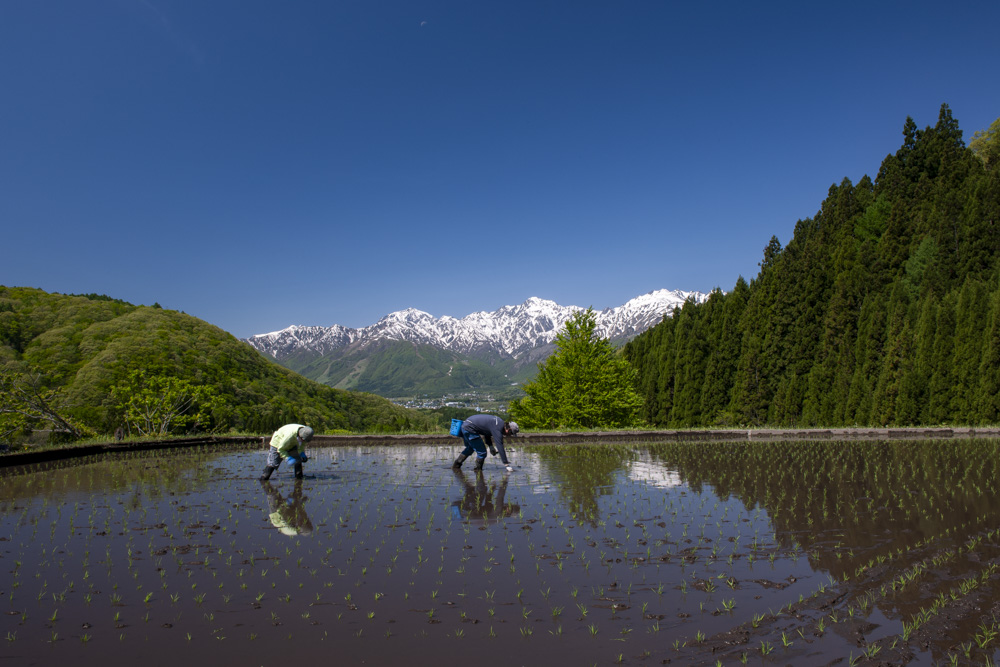 「北アルプスを眺める山里の田植え」 長野県白馬村　2009年　©Mitsuhiko Imamori