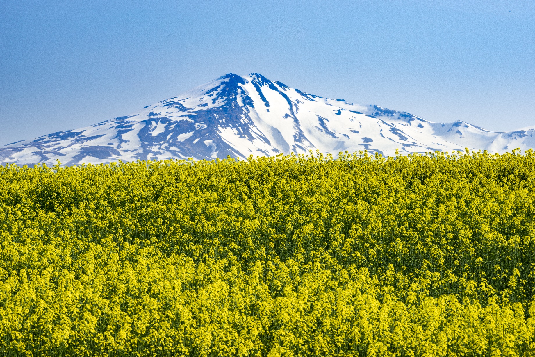 「鳥海山と菜の花畑」 秋田県由利本荘市　2013年　©Mitsuhiko Imamori