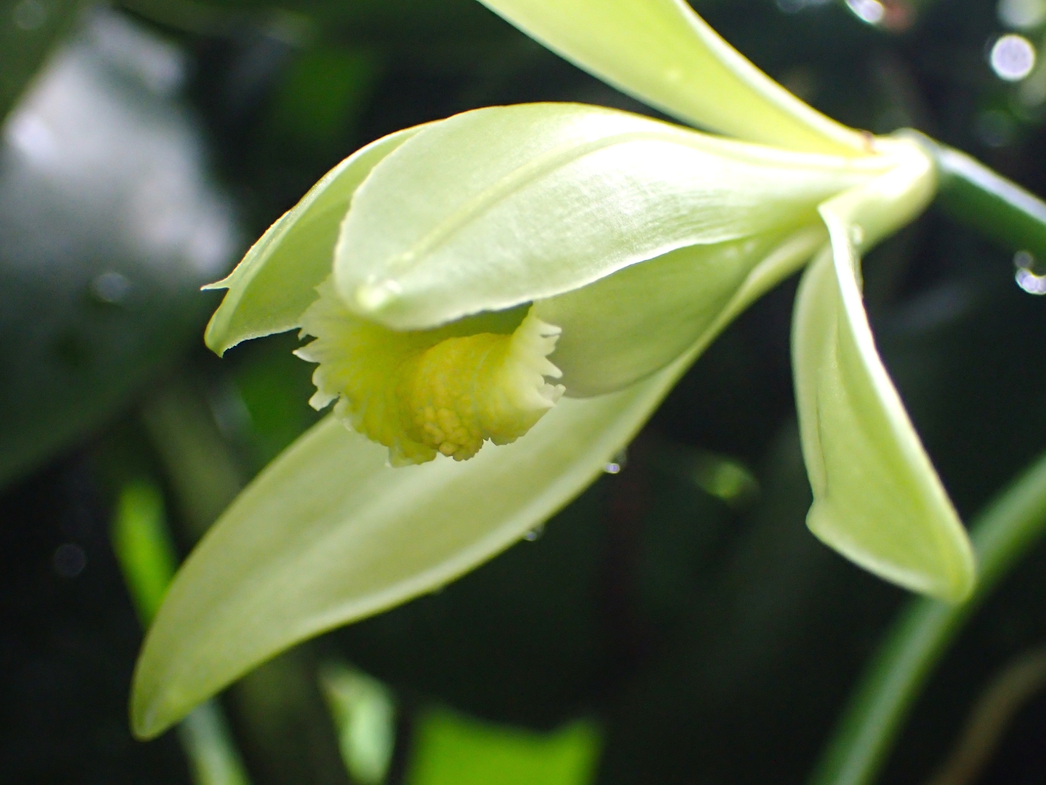 温室：バニラの花