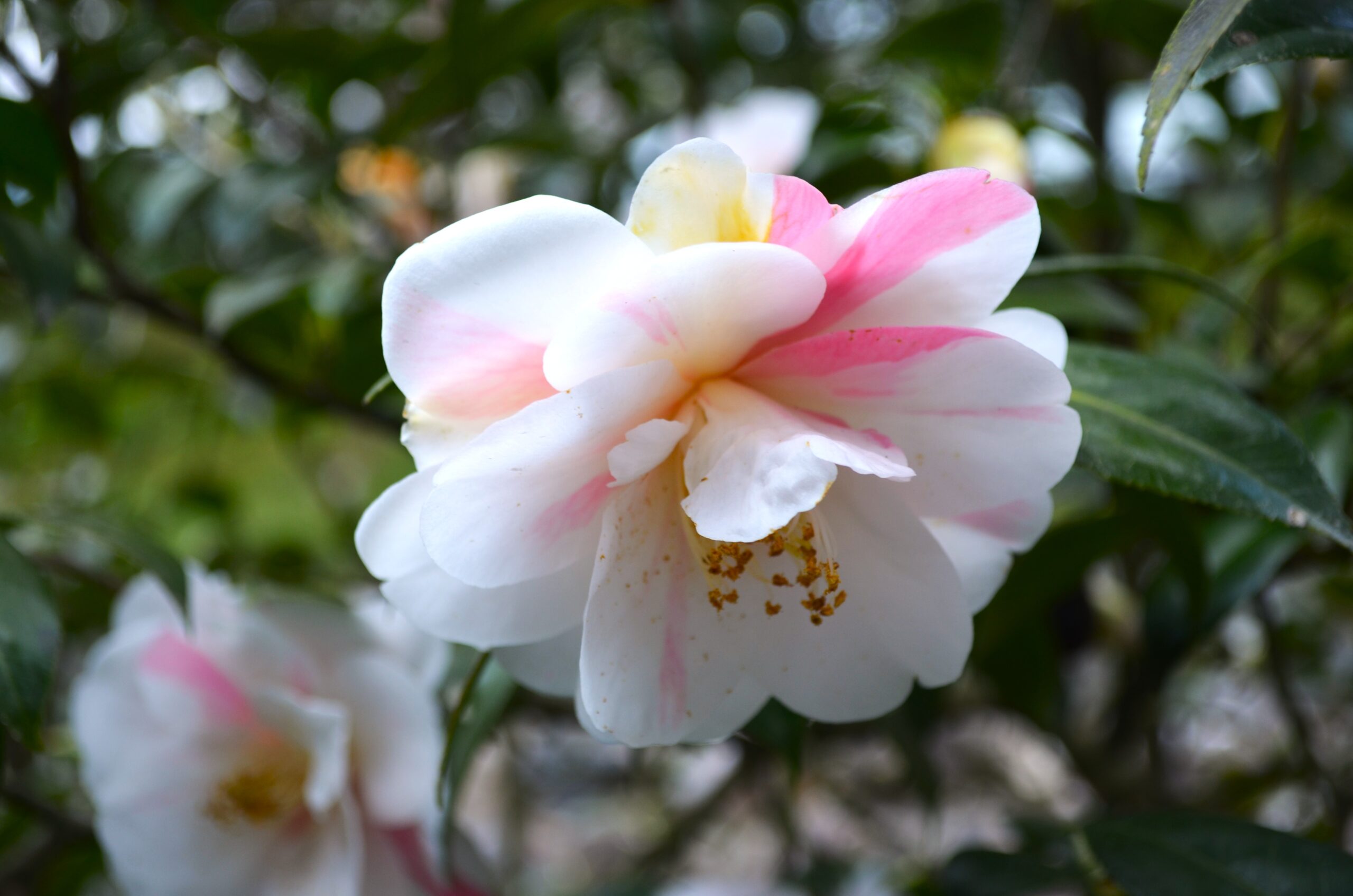 ツバキ園：五色散椿（ごしきちりつばき）