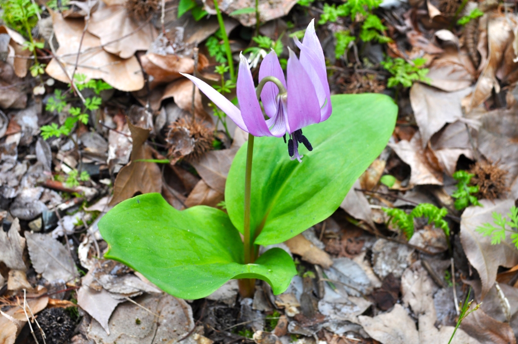 樹木園：カタクリの花