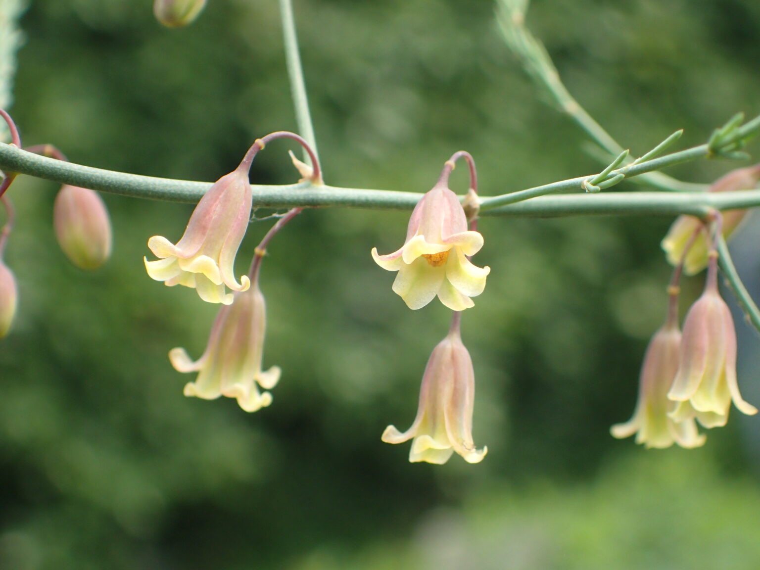 【武田薬品 京都薬用植物園】初夏の緑の中で薬草に触れる「6月見学研修会」（京都市左京区）