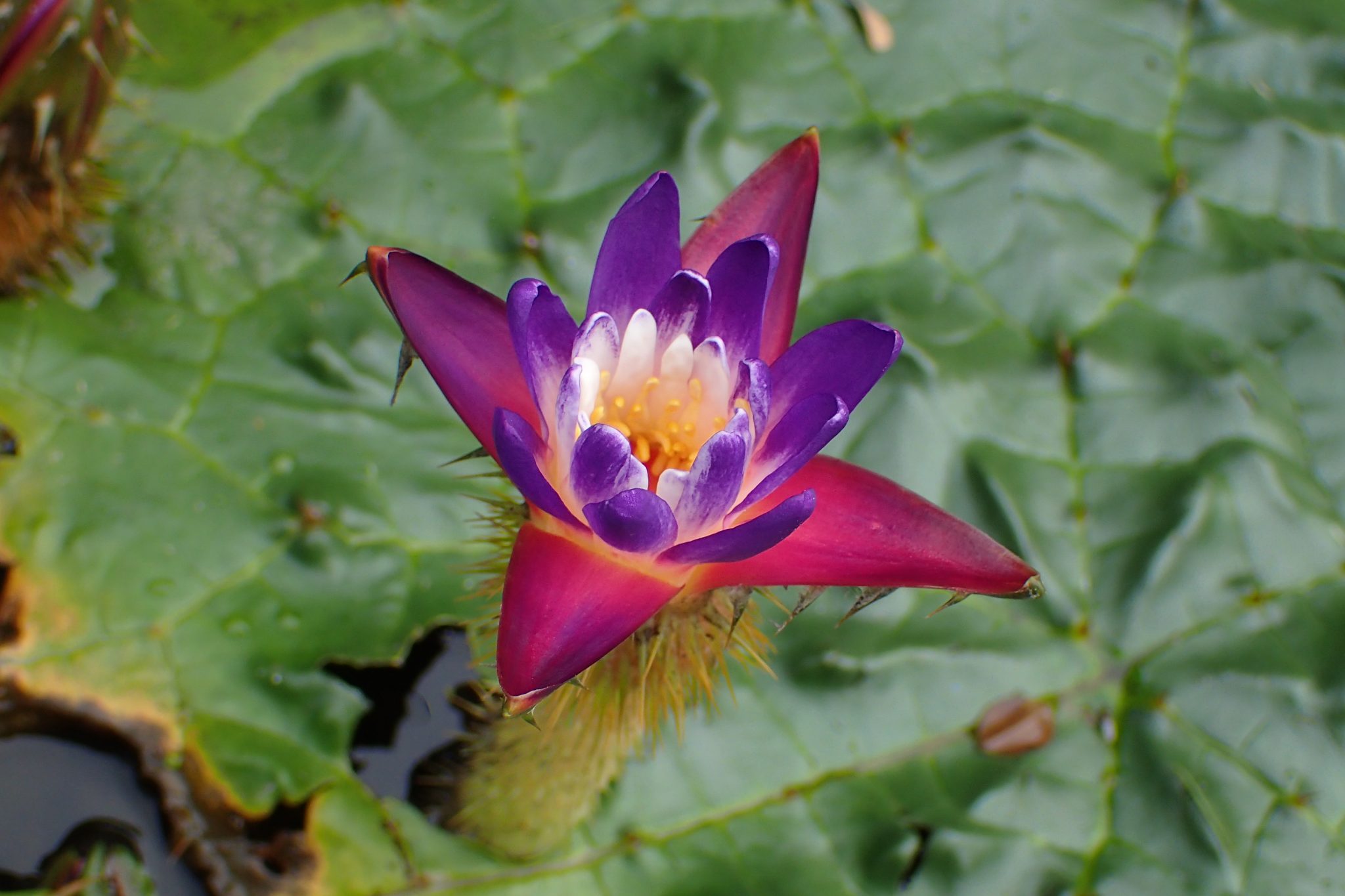 【京都薬用植物園】サンショウもナツメも薬になる！？通常は非公開の植物園で学ぶ9月の見学研修会（京都市左京区）