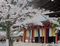 第一話　北山の春　紫上（むらさきのうえ）